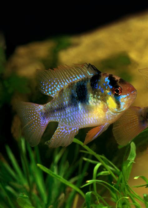 German Blue Ram II | Live Tropical Fish UAE | Discus.ae