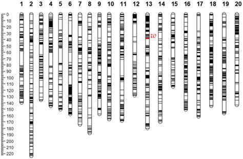 Seed Protein Genetics Linked with Nitrogen and Phosphorus Translocation ...