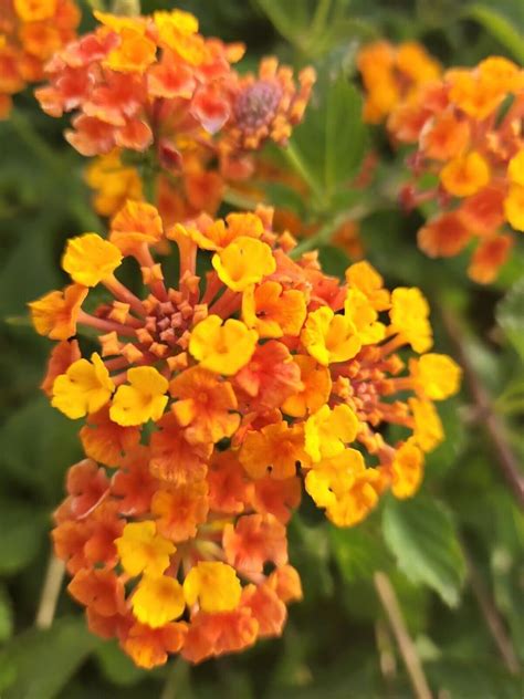 Amazon.com : Lantana Camara, Miss Huff, Perennial (028C) House , 30 ...