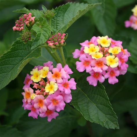 Lantana x 'Ham and Eggs' - Kiefer Nursery: Trees, Shrubs, Perennials