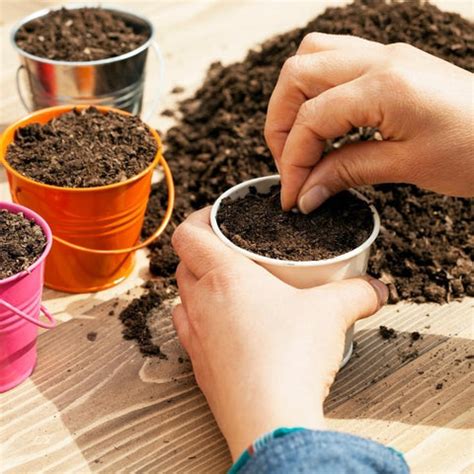 How to Grow Basil [Tulsi] At Home: Ultimate Guide - Bombay Greens