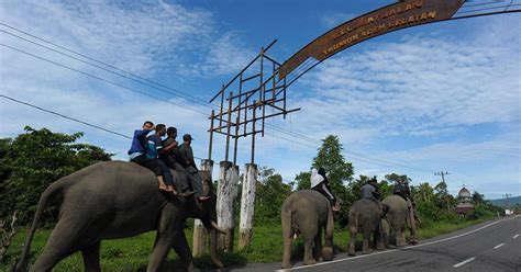 Proposed road projects are threatening the biodiversity of Sumatra’s ...