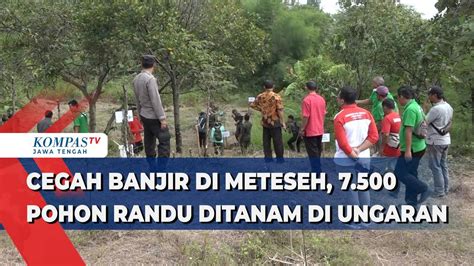 Cegah Banjir di Meteseh, 7.500 Pohon Randu Ditanam di Ungaran - Kompas TV