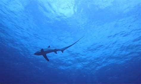 EVOLUTION DIVE AND BEACH RESORT (Daanbantayan) - Guesthouse Reviews ...