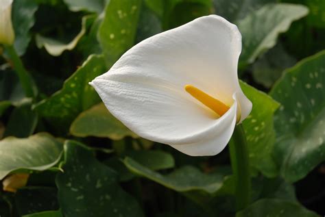 Zantedeschia aethiopica "Giant White" (Calla Lily) – Pond Plants of Eugene