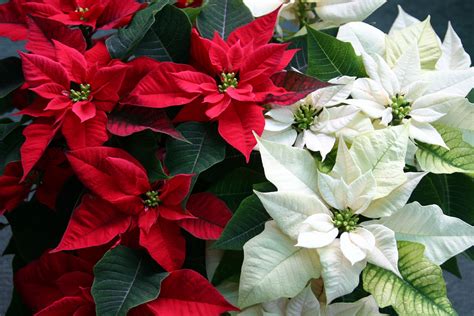 Poinsettia Plant Care and Growing Guide