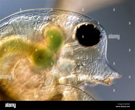 aquarium plankton flea water food aliment aquarium fish plankton wasserfloh Stock Photo - Alamy