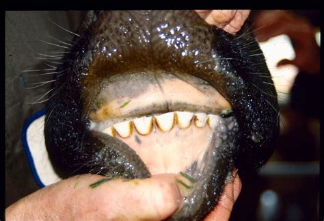 20 Cow's Teeth Facts - Facts.net