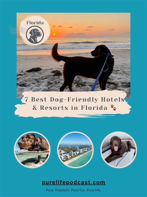 Best Dog Friendly Hotels And Resorts In Florida