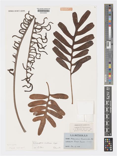 Lecanopteris crustacea Copel. | Plants of the World Online | Kew Science