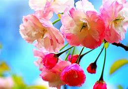 Image result for Beautiful Spring Baby Animals Wallpaper