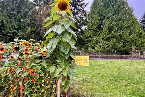 Happy Trails Dog Park In Redmond - Redmond, WA | Sniffspot