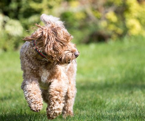 Image result for Cockapoo Crates