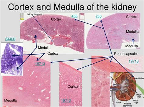 PPT - Medical School Histology Basics Urinary System PowerPoint ...