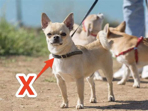 Veterinarians share 10 things you should never do when taking your dog ...