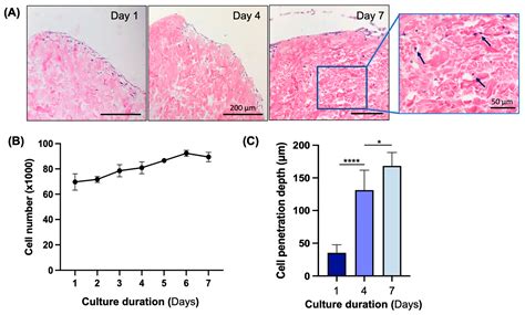 Optimized Decellularization of a Porcine Fasciocutaneaous Flap