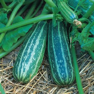 CYBEXIS Seeds of Marrow Zucchini Long Green Trailing400 Seeds Seed ...