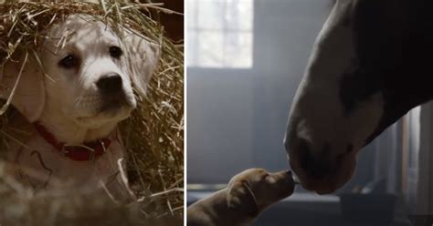Budweiser Dog Commercial 的图像结果
