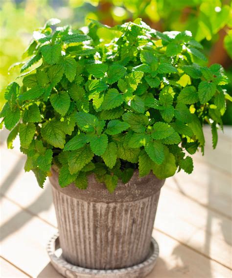 How to grow lemon balm - from planting to harvesting | Homes and Gardens