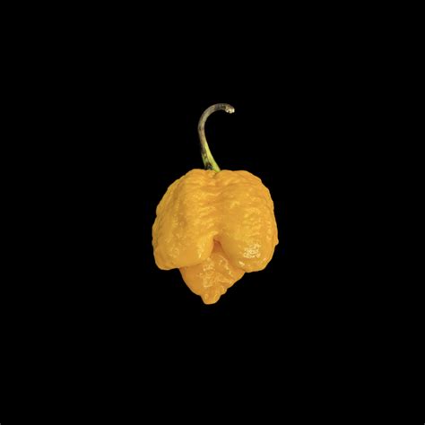 Trinidad Moruga Scorpion
