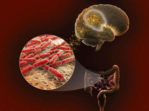 Diverse healthy Gut Microbiota linked to improved cognitive function