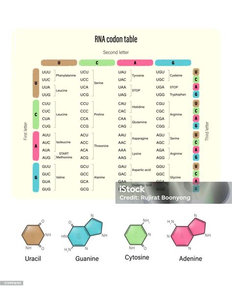 DNA and RNA codon tables Codon Usage 的图像结果