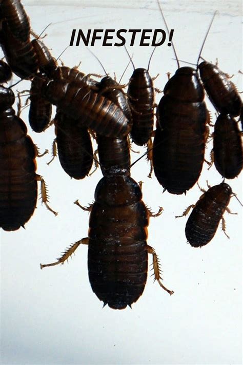 Image result for Infested 2002 Putlocker