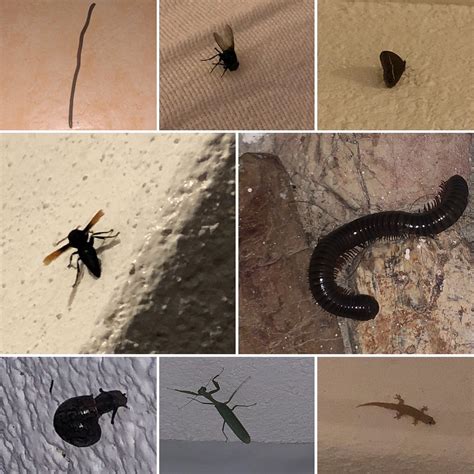 AL FARO COSMIO HOTEL PALAWAN (Coron, Palawan Island) - Hotel Reviews ...