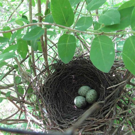 What Does A Blue Jays Egg Look Like? (Interesting Facts)