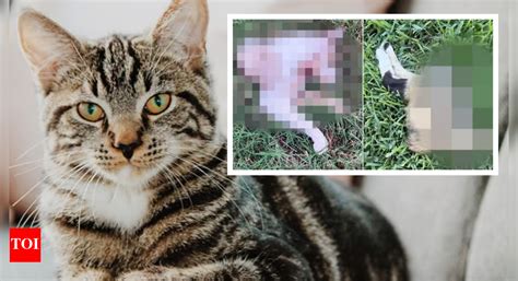 Dead cats found cut in half with missing paws and limbs in Houston amid ...