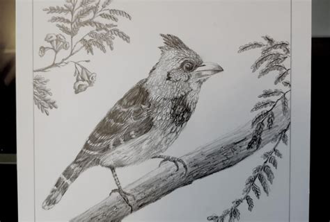 Image result for Bird Drawing Shading