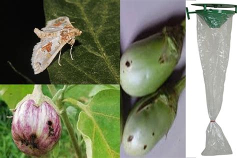 आता कीटकांपासून शेतकऱ्यांची काळजीच मिटली! APS LU-C फेरोमोन लूअर ठरले वरदान