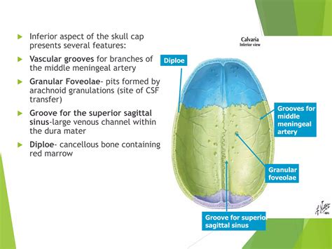 1. Osteology of Skull.ppt