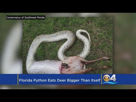 Burmese Python Florida Eating Deer 的图像结果