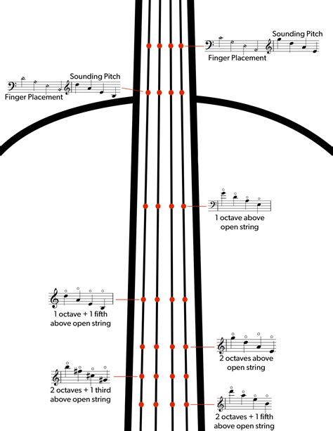 Orchestra Bass String Notes