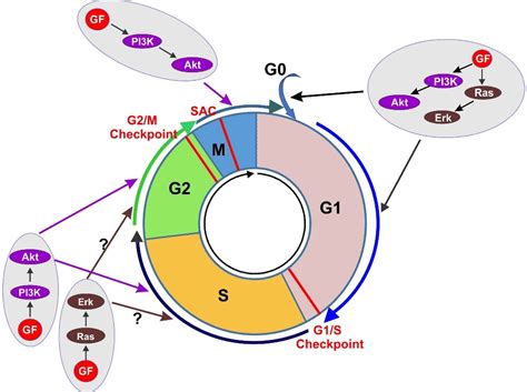 Cell Cycle Checkpoints Purpose at Jamie Rooke blog