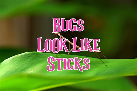 How Common Are Stick Bugs at Jacob Bremer blog