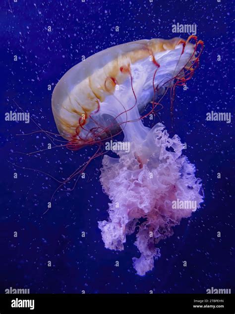 Atlantic sea nettle jellyfish chrysaora hi-res stock photography and ...