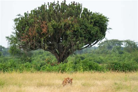 Lion, Queen Elizabeth National Park, Uganda | Stock image | Colourbox