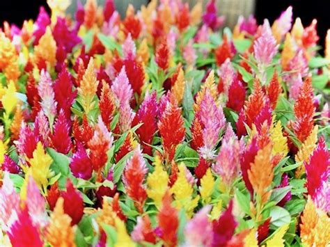 植物種まき5ファイル調節可能なプランター手持ち花草植物ERガーデン多機能 柔らかい