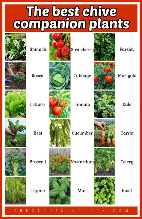 Chive Companion Plants + Chives Companion Planting Chart