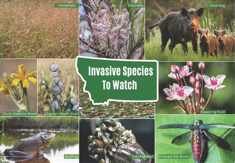 Top 10 Invasive Species