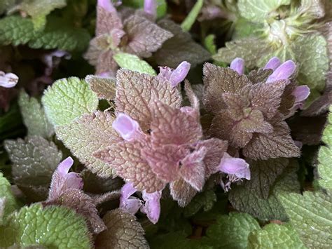 Purple Deadnettle - Harvest, Dry, Medicinal, Edible - Summers Acres