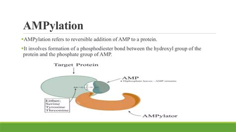 Most Common Post Translation Modification of Protein 的图像结果