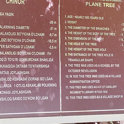 SAIROB PLANE TREES (2025) All You Need to Know BEFORE You Go (with ...