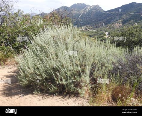 California sagebrush (Artemisia californica) Plantae Stock Photo - Alamy
