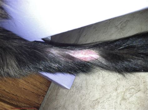 Why Is Your Cat Losing Hair On Back Near Tail? - 21Cats.org
