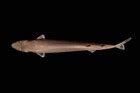 Image result for Arduino Serial Port Shield