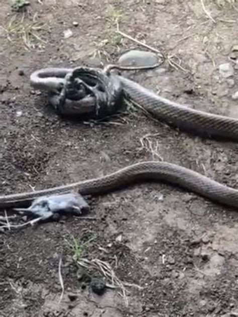 Image result for Python Attacks Rat