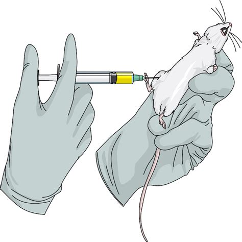 Image result for Mouse Intramuscular Injection